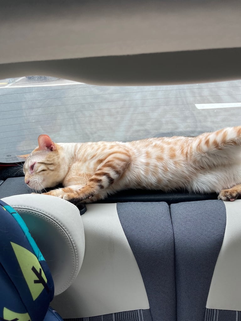 Bengal snowy white male cat 