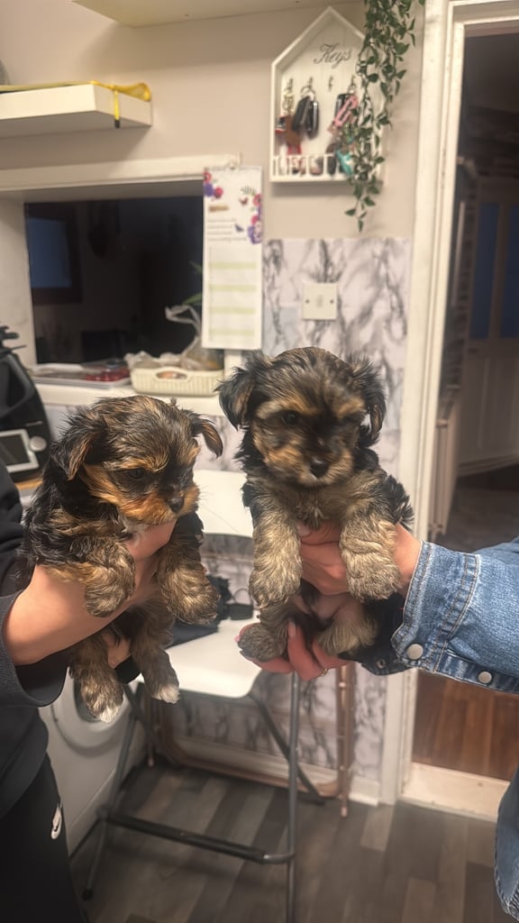 YORK TERRIER 2 BOYS FOR SALE IN PORTSMOUTH 