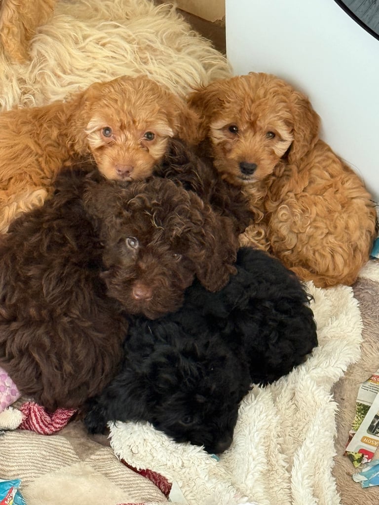 image for Cockapoo 