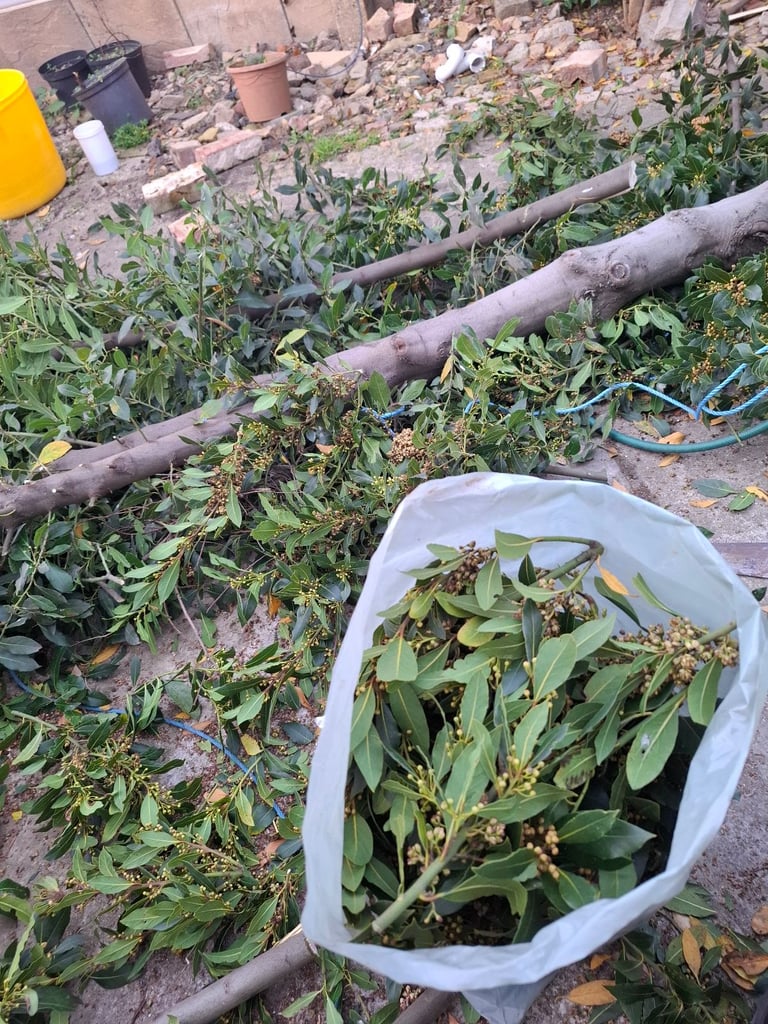 FREE fresh bayleaves and wood pieces to collect 