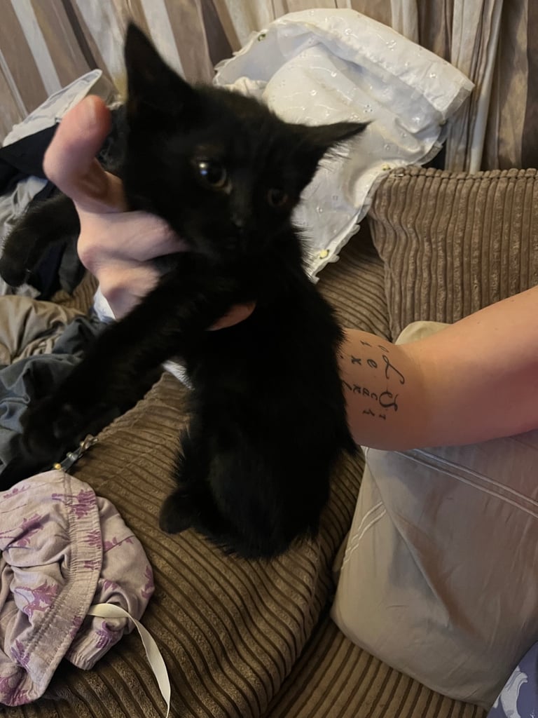 kitten’s only black boy left 