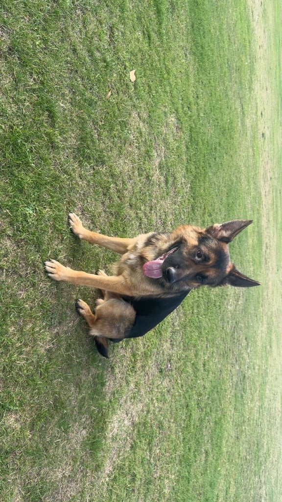image for German shepherd dog 