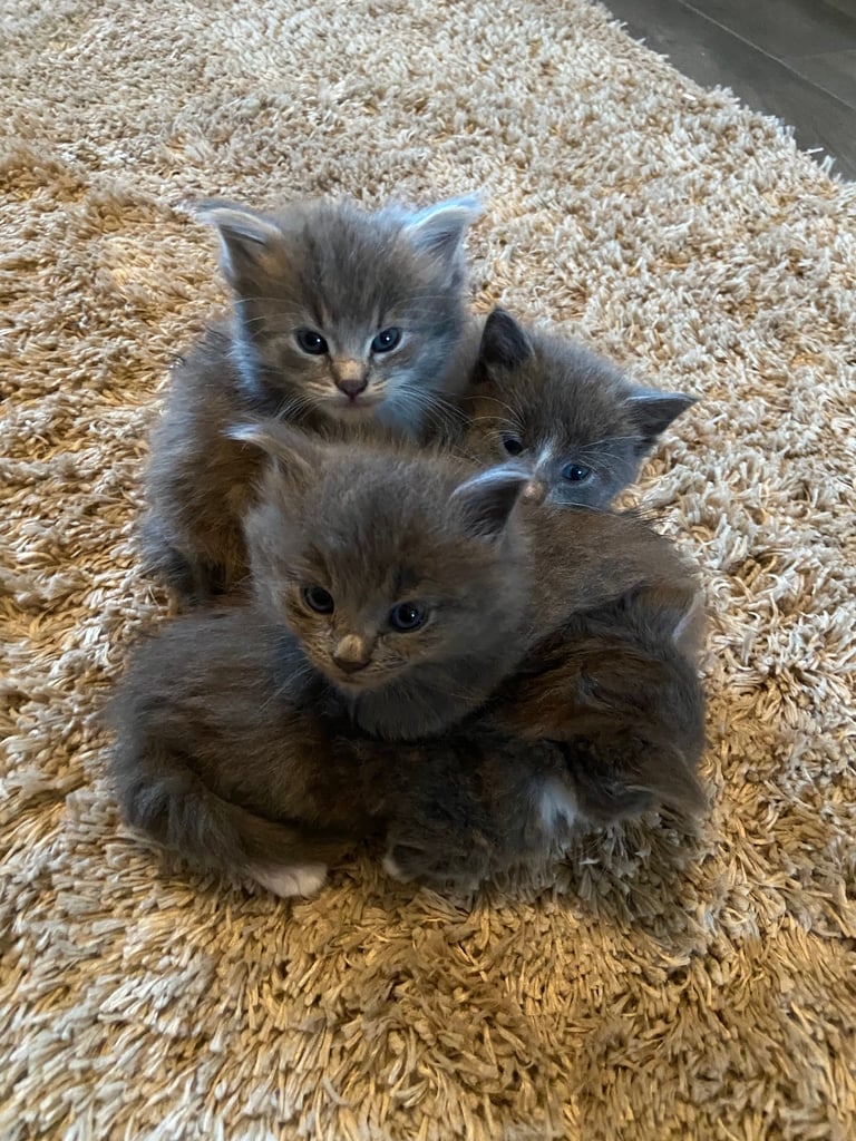 Beautiful male grey kitten 