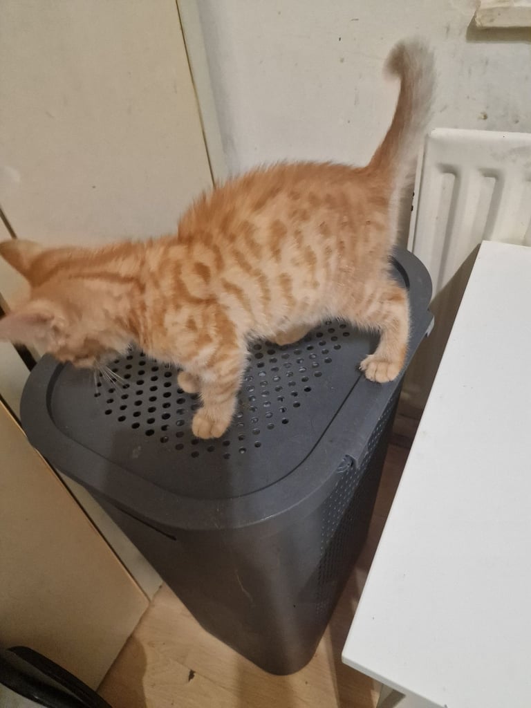 2 Orange ( Ginger ) kittens, boys , and 5 black ( persian ) kittens for sale 3 boys and 2 girls