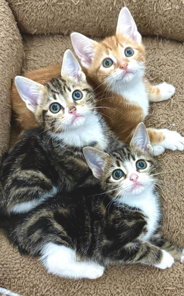 BEAUTIFUL KITTENS