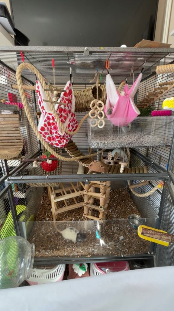 rat/small animal cage
