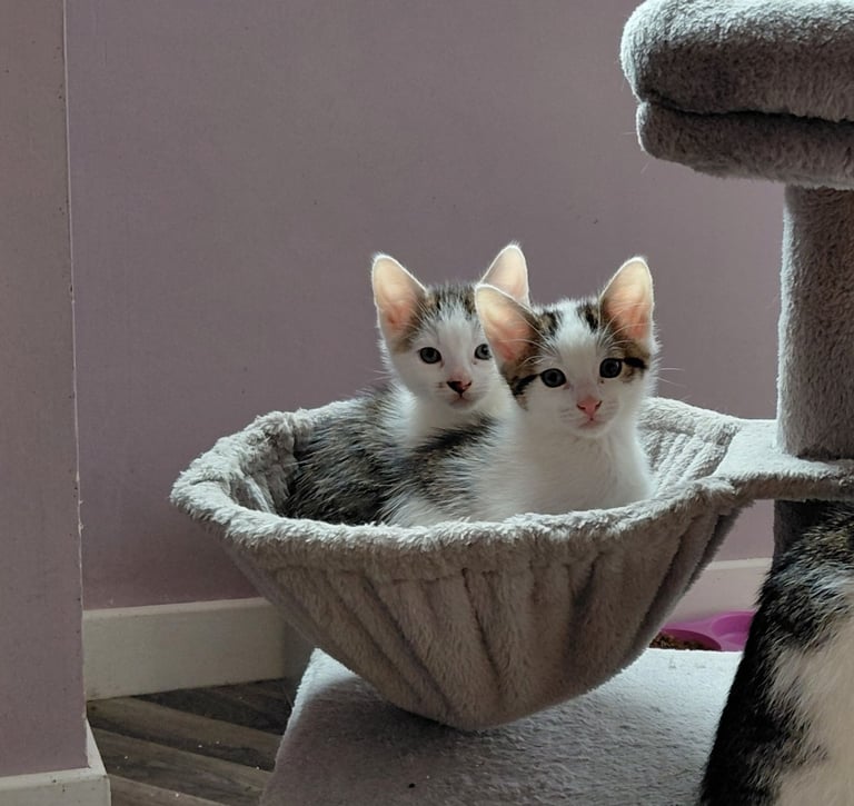 image for LOVELY KITTENS