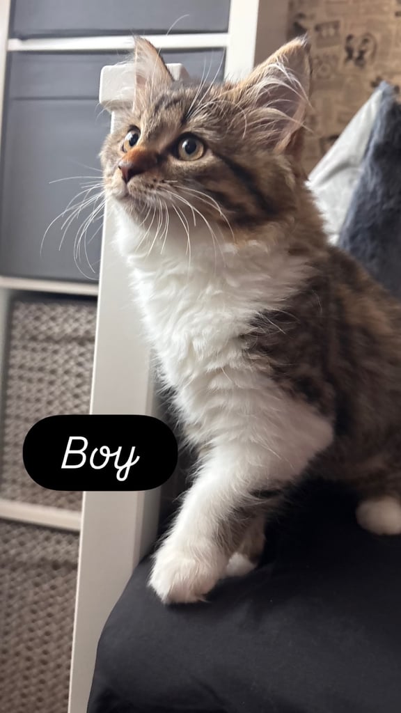 Kittens for sale