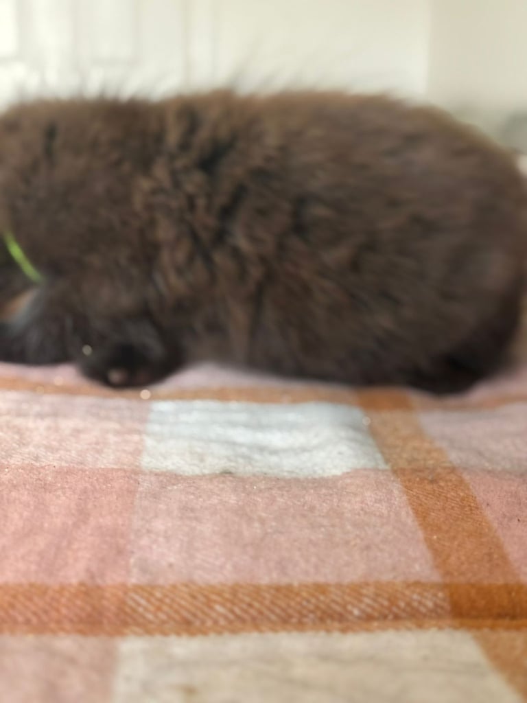 Male kittens (2 left)