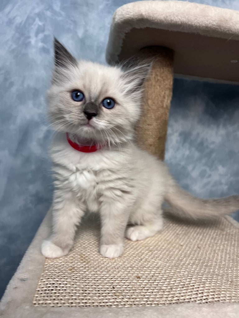 Ready Beautiful Ragdoll Kittens Blue Mitted and Chocolate Mitted