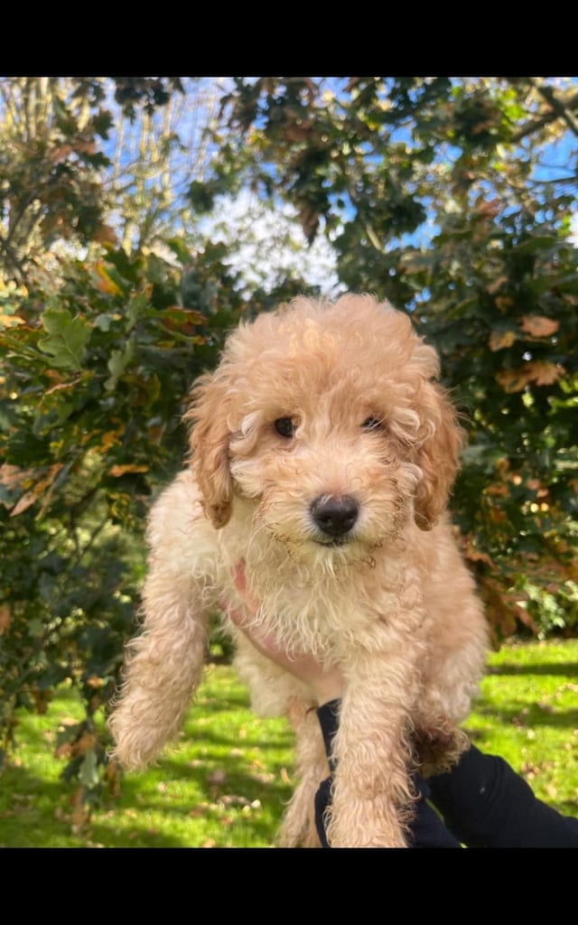 Cockapoo puppy# 1 puppy remaining#