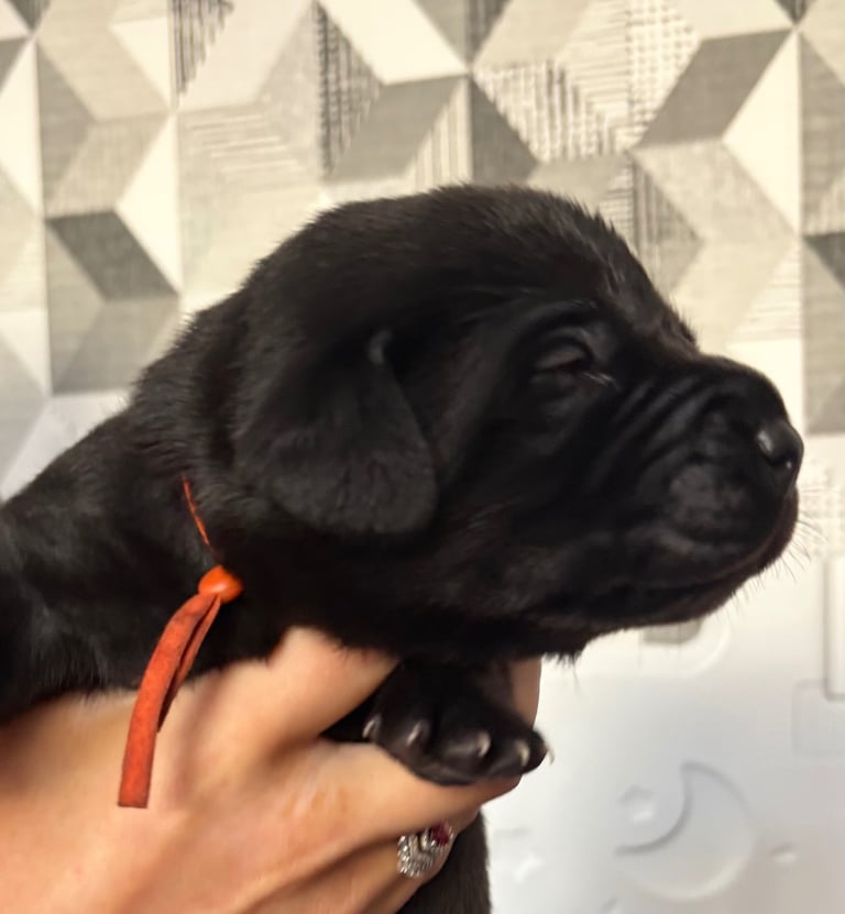 3 black KC Labradors available 