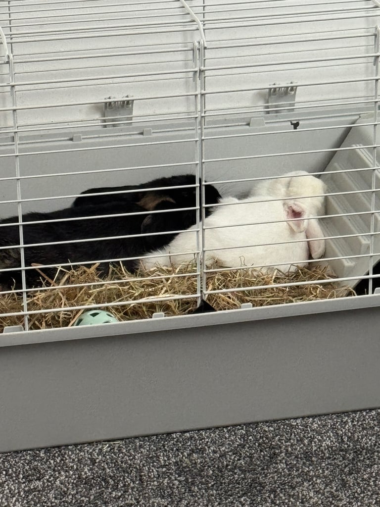 2 female bunnies