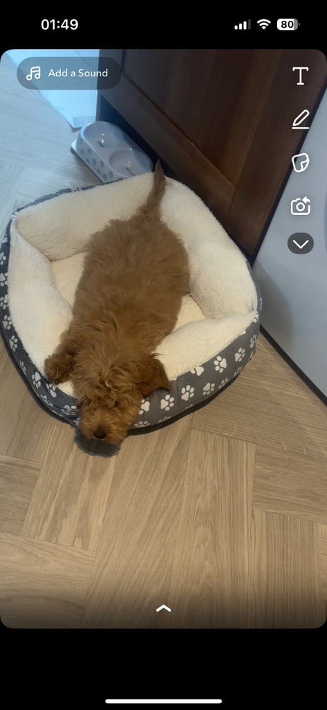 Mini cockapoo