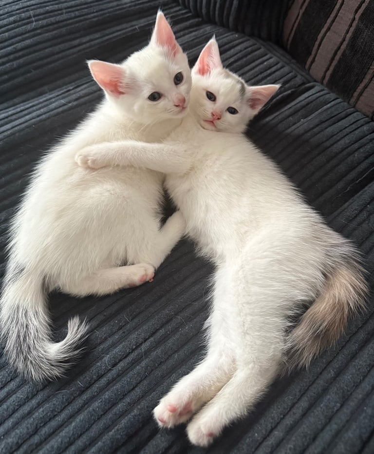 image for 2 beautiful kittens 