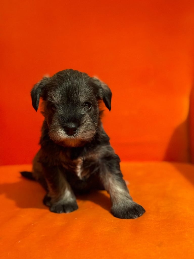 Miniature schnauzer puppies 