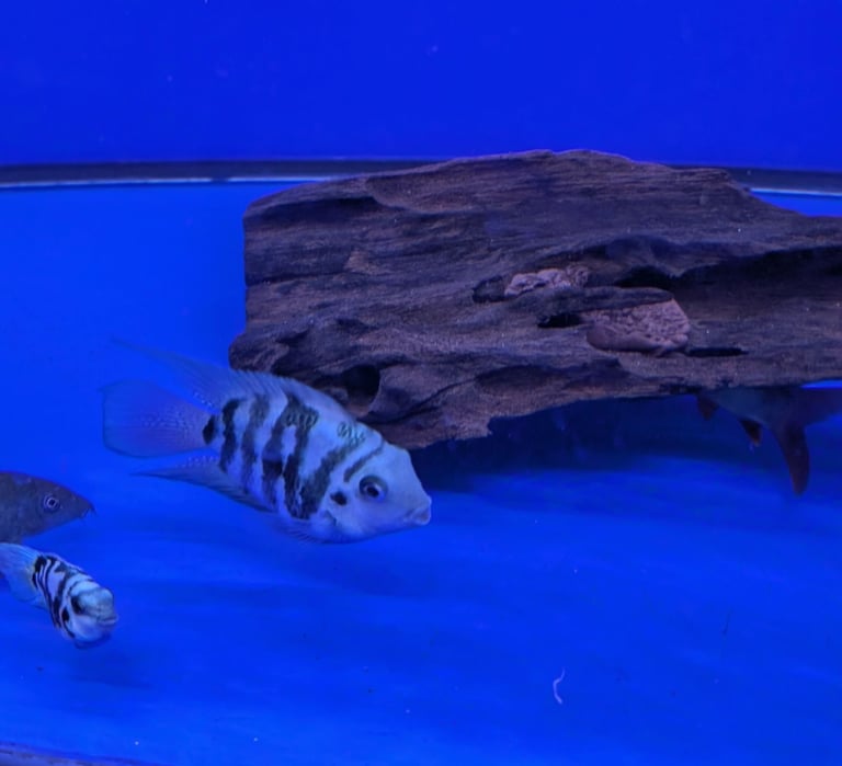 image for Parrot cichlid fish for sale 