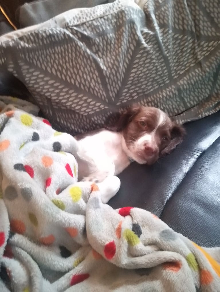 12 week springer spaniel puppy