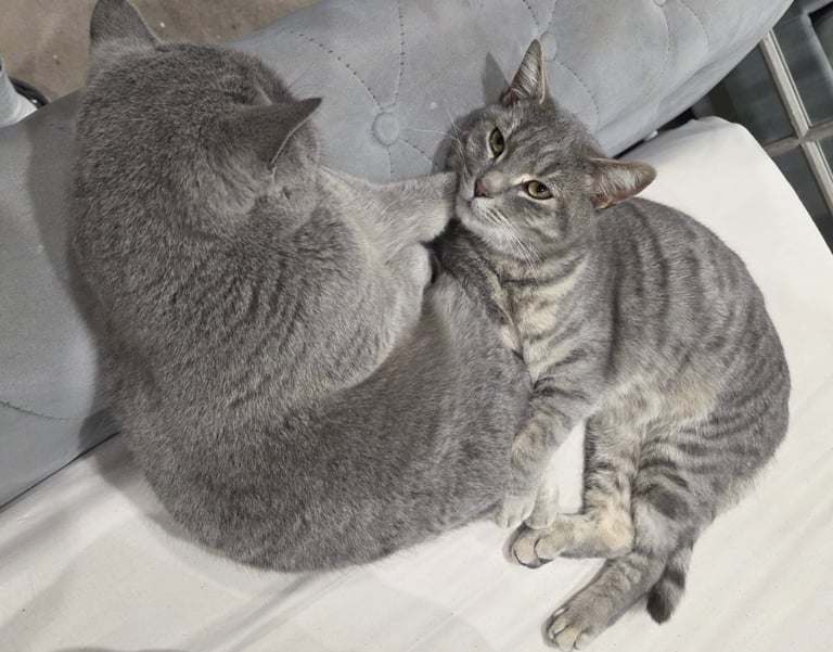 Rehome cats. 1 x British short hair blue 1 x blue tabby