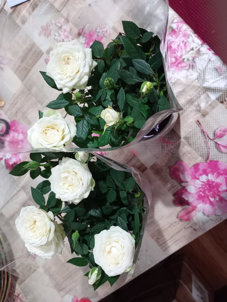 M and S white rose plant in ceramic pot 