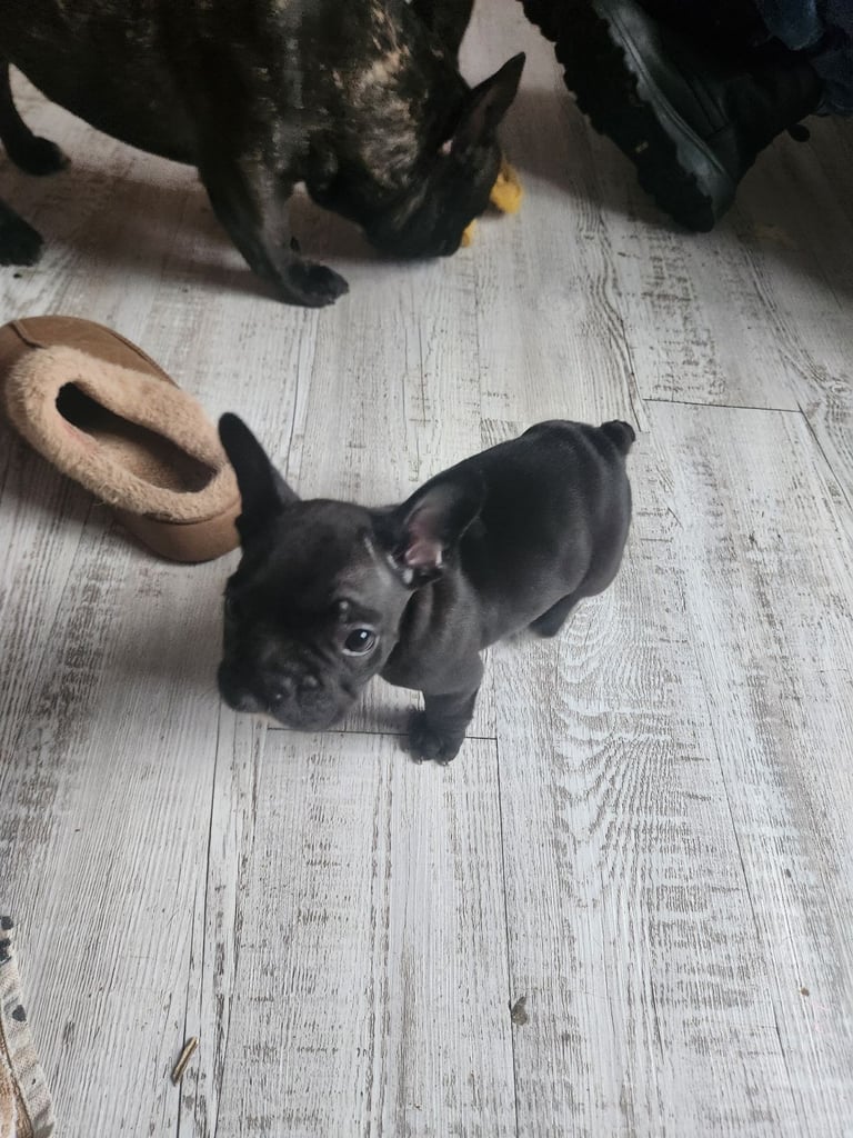 French Bulldog Puppies