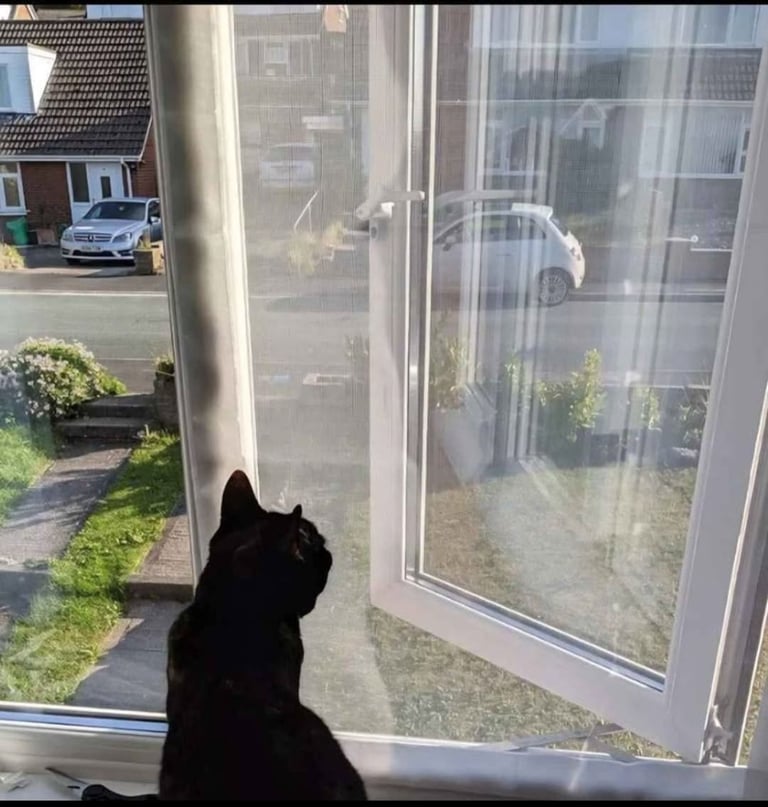 Flat Cats white Mesh window cover to pet proof windows  