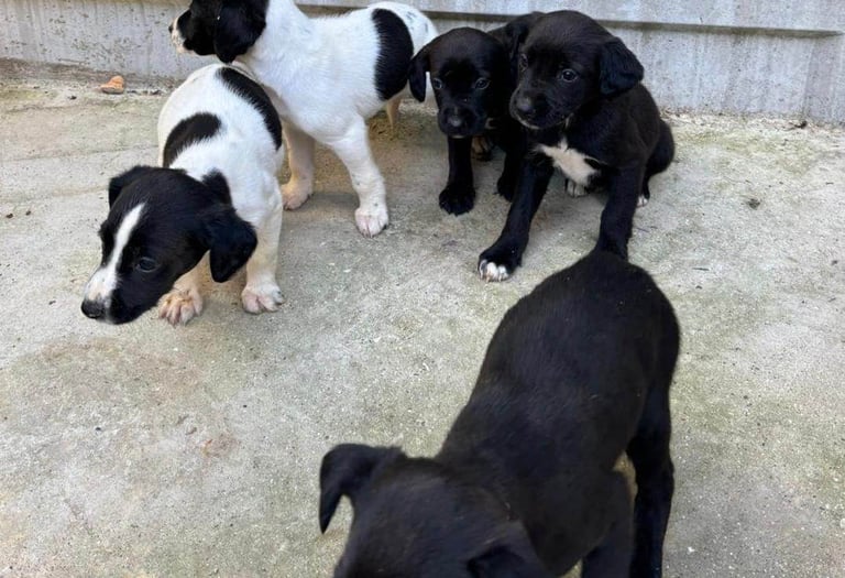 Cocker Spaniel Puppies 