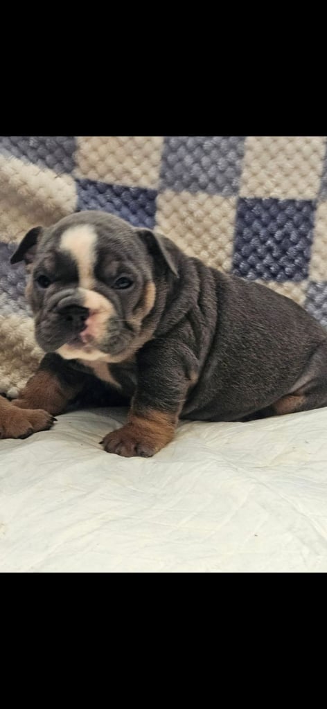 kc british bulldogs 