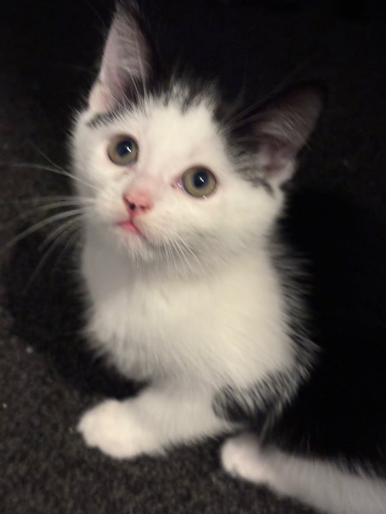 image for Maine coon x kittens 9 weeks old 