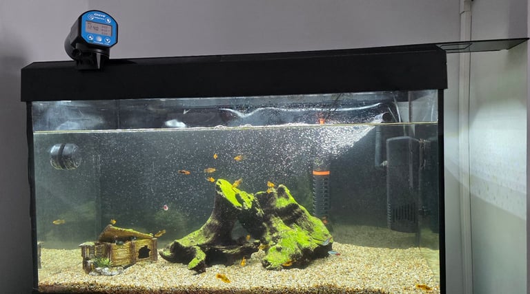 Fluval Roma 125L Aquarium – Full Setup with Filter, Heater, Light & Wood