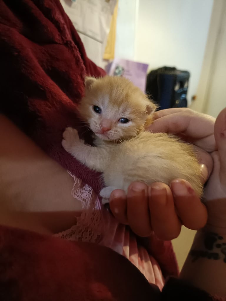Beautiful female orange and cream half Persian and 1 unique black/brown persian