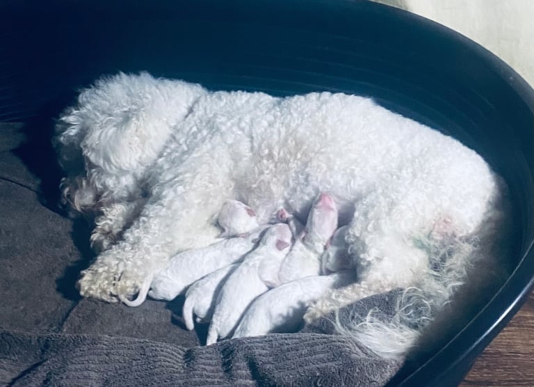 image for Bichon Frise puppies 