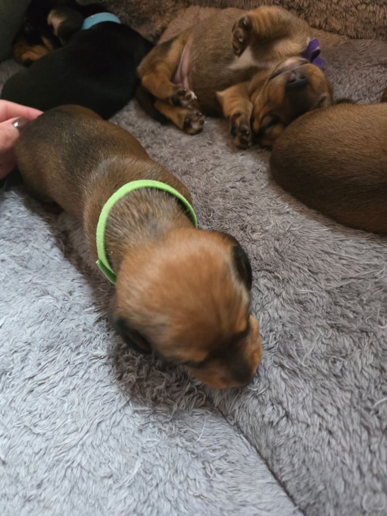 Miniature Dachshunds Seeking Forever Homes 