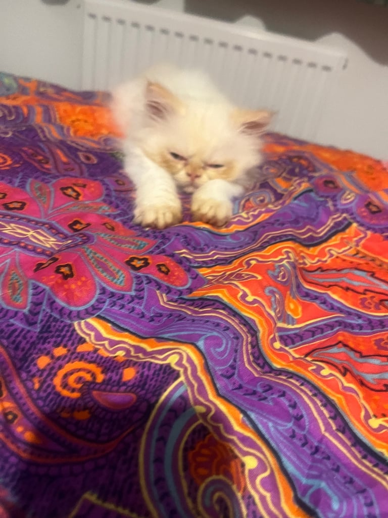 Flame point exotic Persian rare colouring 