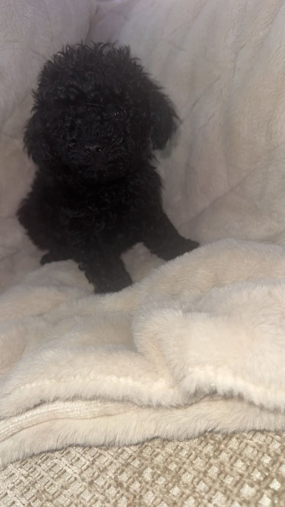 Beautiful miniature poodles