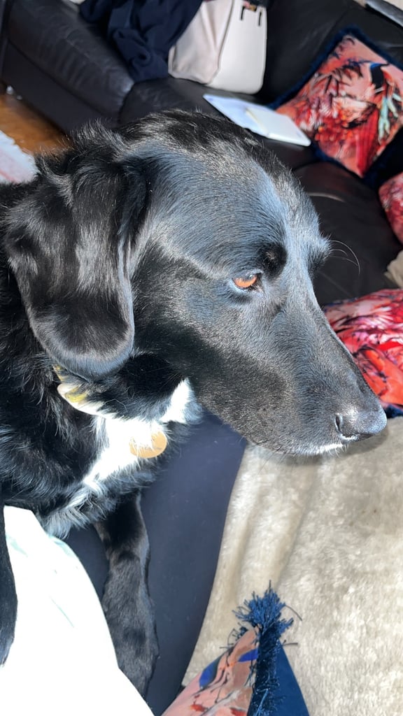 Labradors x Puppies for sale