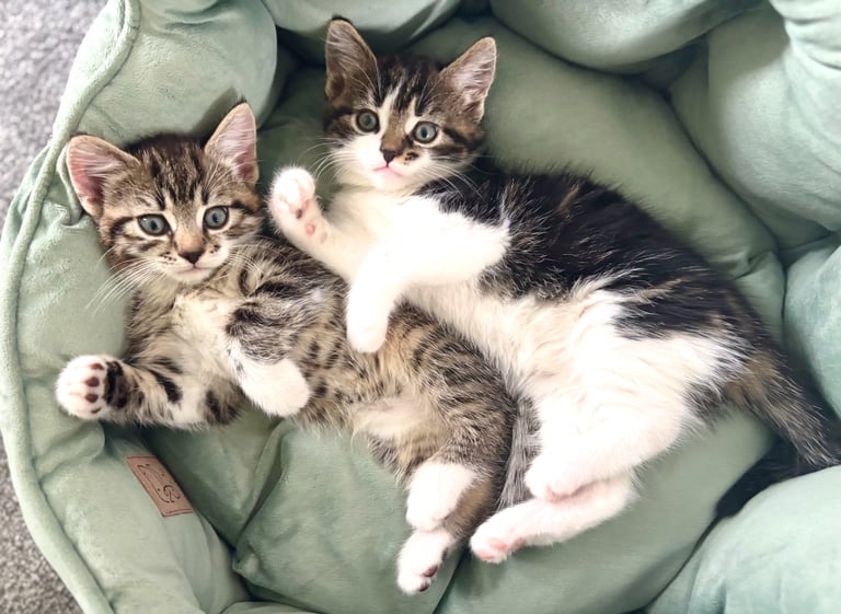 ✨Siberian Cross Kittens – 2 Boys – Hypoallergenic  £350. Ask about delivery