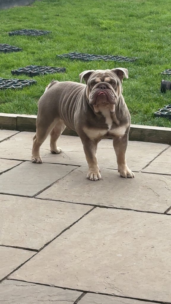 image for English bulldog male 3 years old