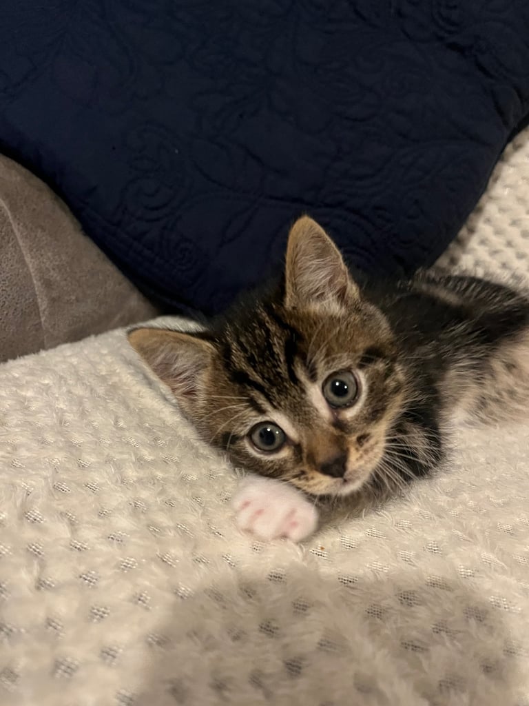 5 Beautiful kittens looking for new homes