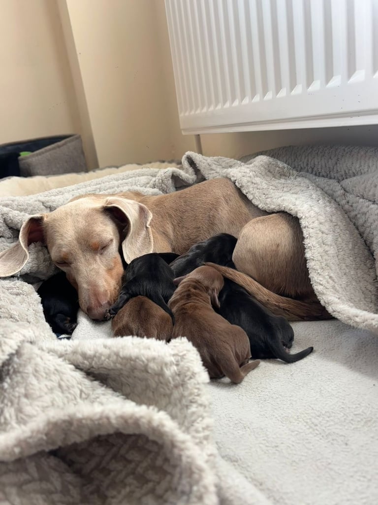 Minature Dachshund puppies. All reserved 