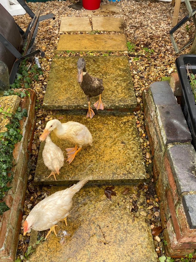 Ducks and Chickens 