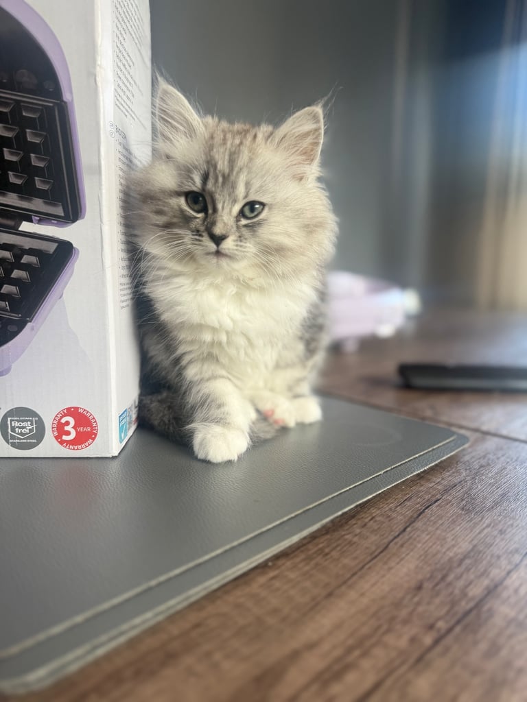 Half Persian kittens