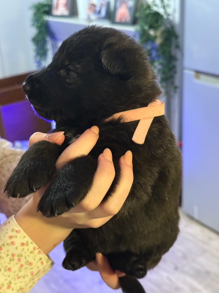 Lovely puppies shepherds for your family  