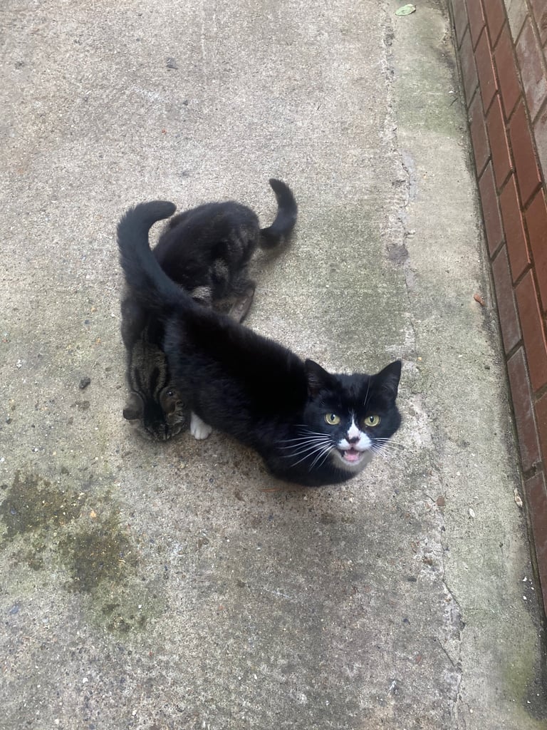 2 girl cats for sale £60 for both 30 each 