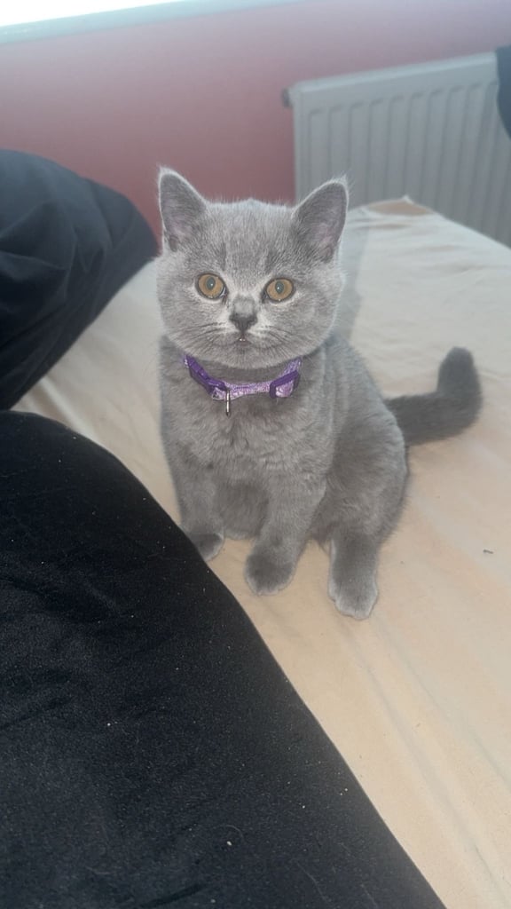 1 Beautiful British Shorthair Girl