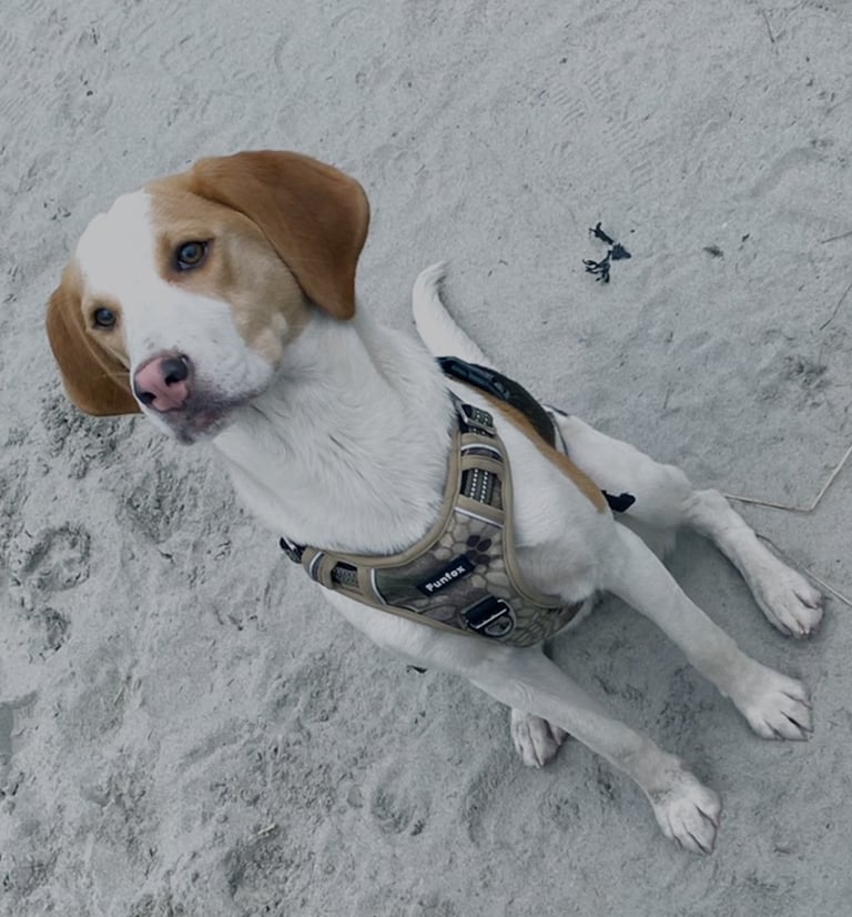 Female Beagle Cross 