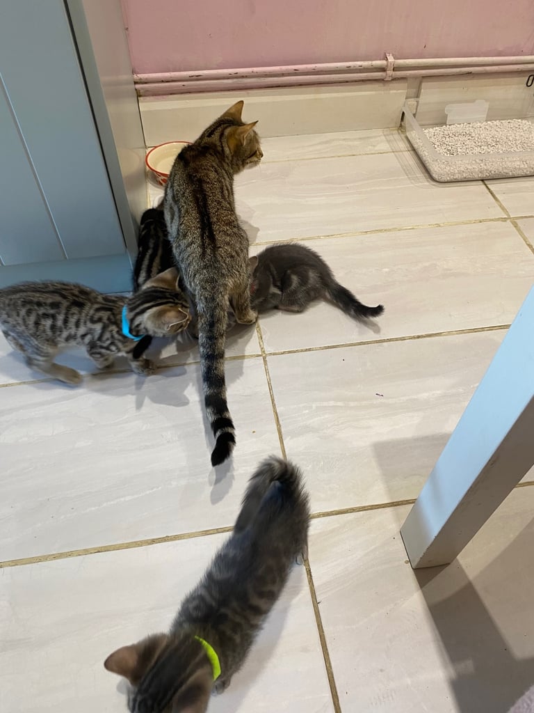 4 beautiful Bengal X kittens Boys £200