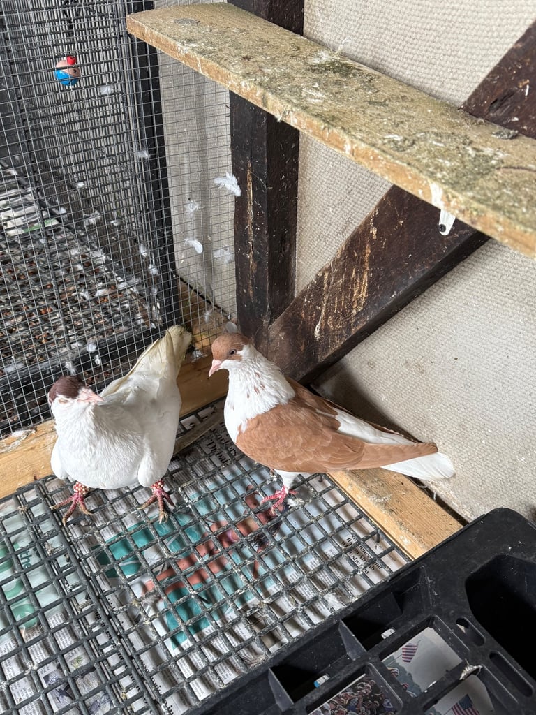 Afghan pigeons 