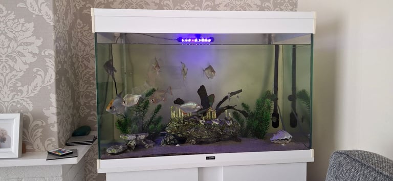 Aquarium with fish