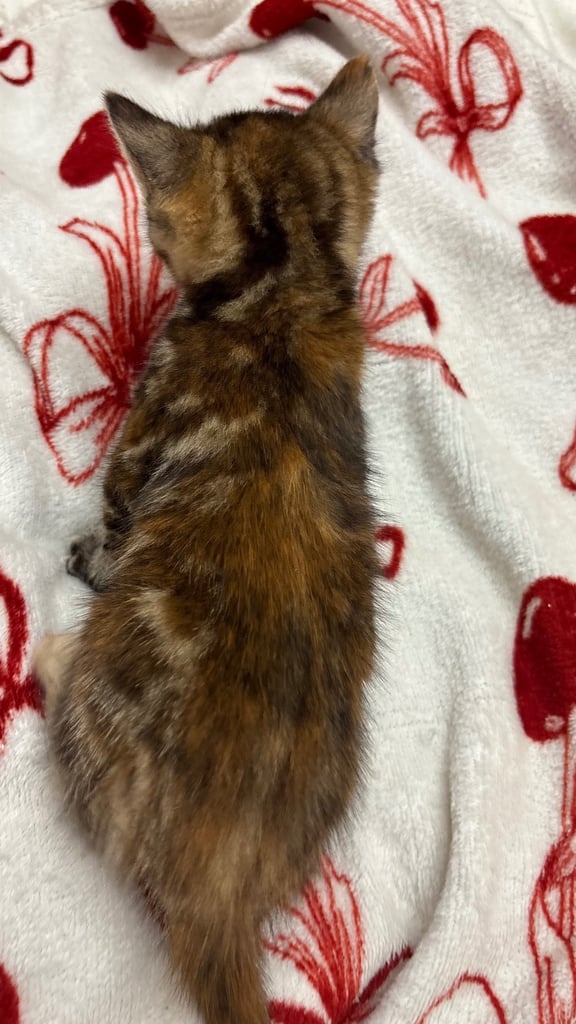 Parent Cat and Kittens for sale